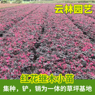 �t���^ľ��������������߶�30��50С�^���@�t���^ľ��С�����l