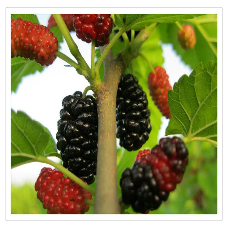 Оптовая продажа высококачественных саженцев фруктовых деревьев Саженцы шелковицы саженцы шелковицы фрукты шелковицы шелковица Бесплатная доставка в наличии