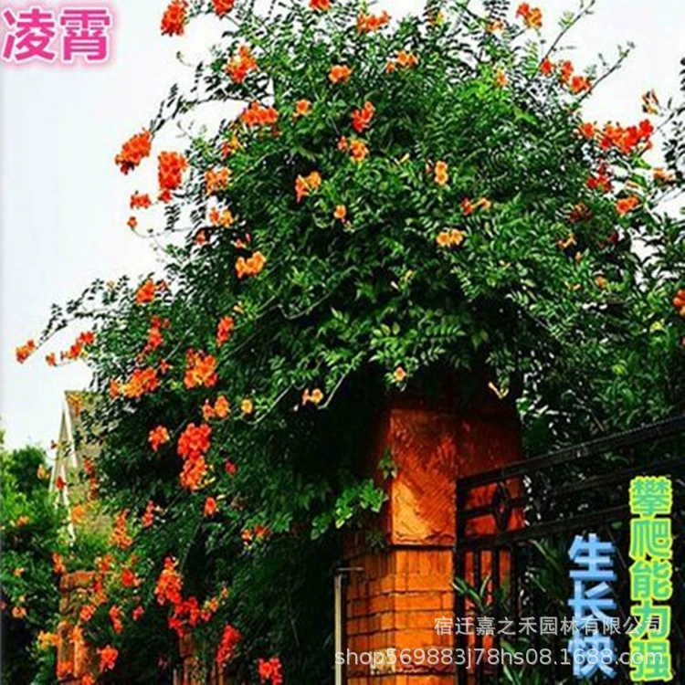 Оптовые поставки американских рассады цветов Lingxiao Вьющиеся цветы рассада Lingxiao внутренние вьющиеся растения полные спецификации Lingxiao