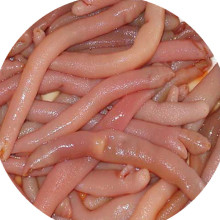 海肠速冻新鲜皮沙虫生冻海肠大连特产海肠美味海肠批发零售海肠