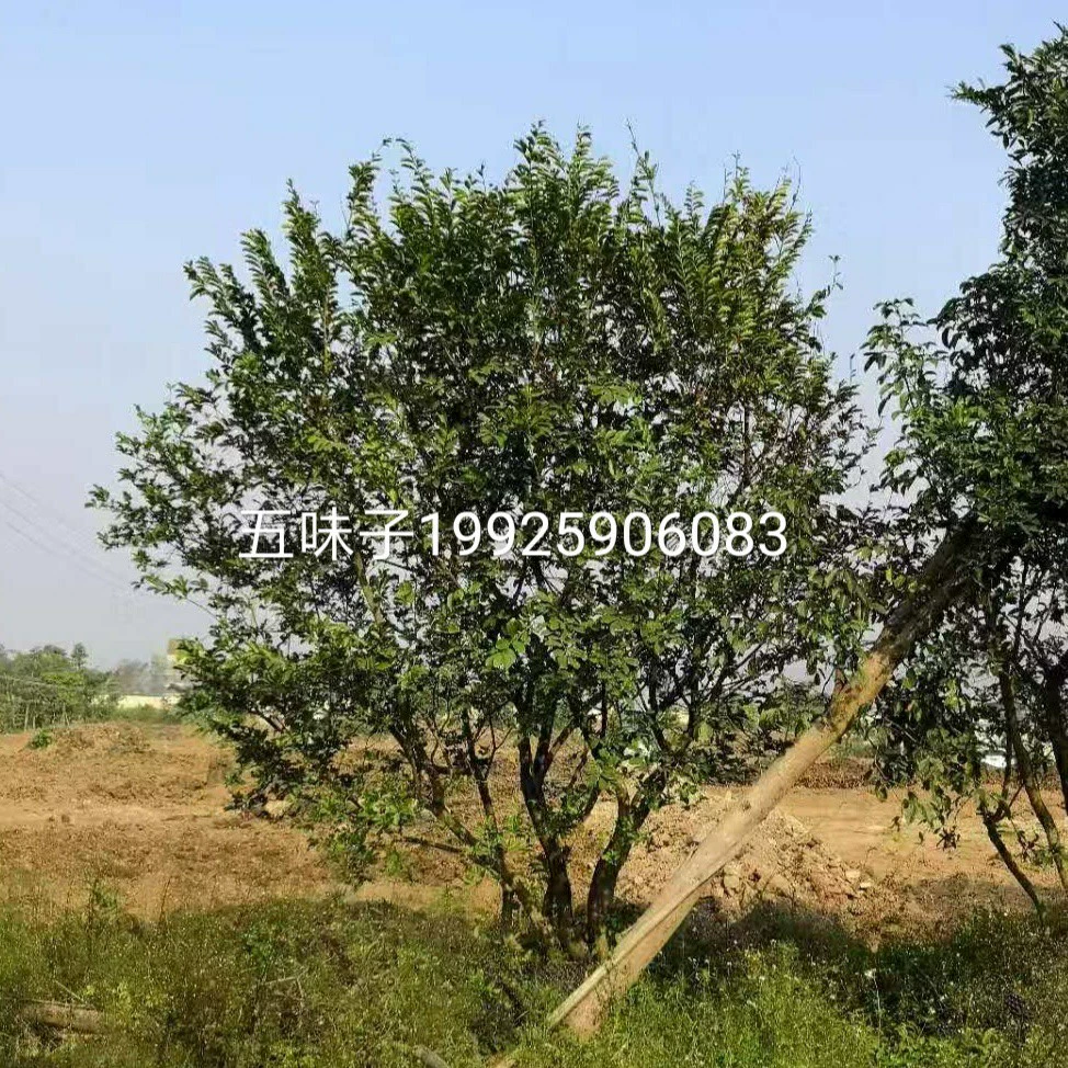 Поставка кластерной головки лимонной головки 20-50 см