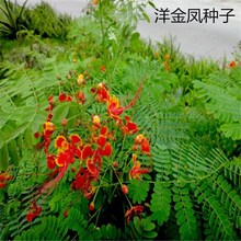 ɢ�b����P�N�� ���P��͐�����S�����S�� �P͐�s���t�����N�����l