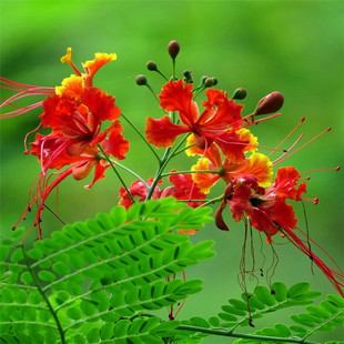 Bulk Gerbera Seeds, Gerbera Butterfly Flower, Yellow Butterfly Gold, Gerbera Butterfly Flower, Red Butterfly Seeds Wholesale
