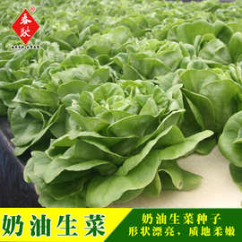威尔种子批发四季蔬菜奶油生菜沙拉结球生菜四季蔬菜籽爽口脆嫩