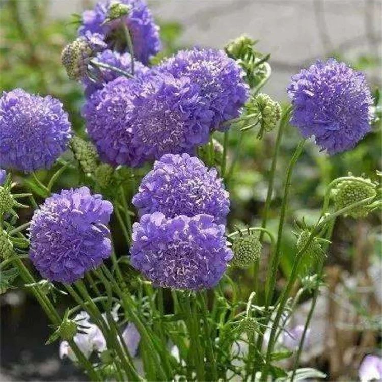 Массовые фиолетовые цветочные семена в горшках летние цветы комнатные летние цветы Four Seasons легко выращивать