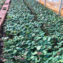 海洋之歌鲜切花种苗 庭院阳台盆栽玫瑰小苗 工程绿化苗 批发