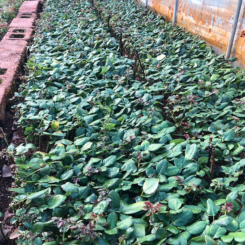 海洋之歌鲜切花种苗 庭院阳台盆栽玫瑰小苗 工程绿化苗 批发