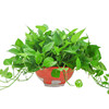 360#长 绿 3 3 Wholesale potted large leaf green dill purify the air living room green planting and hanging orchid