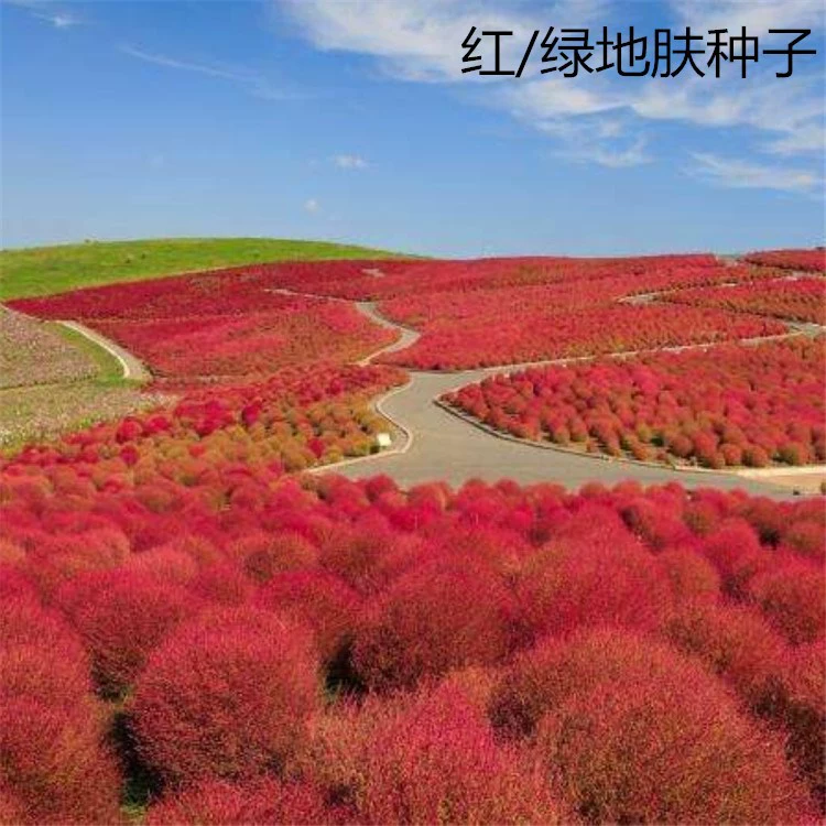 Оптом Красного листа земли семена кожи метла Павлин сосна цвета моря почвопокровные красный зеленый земли семена подсолнечника кожи