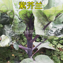 �V�|�Ͻ��m�˷N�ѽ��{�˷N�Ӳ��Ĳ�̦���ļ����＾�ﶬ���߲�