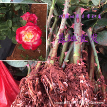 ��Ʒ�t�pϲ ��ˮ�¼� ���G��������õ��ͥԺ���ԾGֲ���㻨����