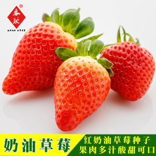 �����N�����l ���Ͳ�ݮ ˮ���ļ���ݮ�N�� �t��ݮ�N�� �ļ�����