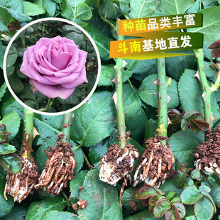 Юньнан Кунминг Цветочный садовод