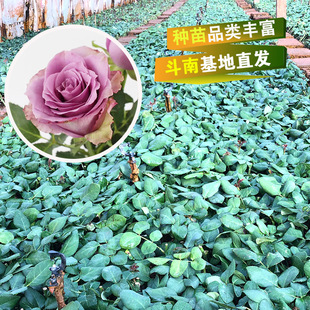 Yunnan Rose Fresh Cut Seartings Zixia Fairy Four Seasons Rose Rose Rose Rose Flower Seadling вид зеленые растения