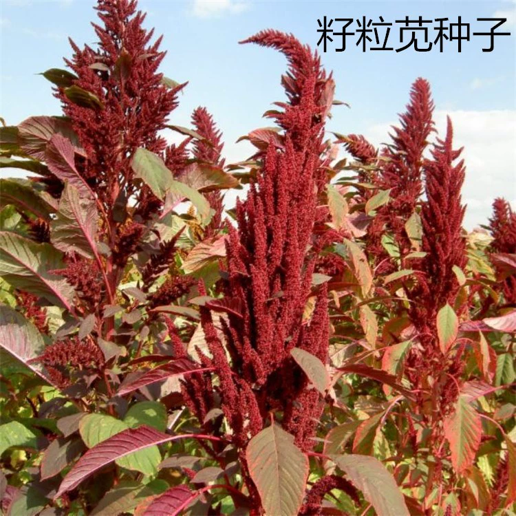 Зерно амаранта семена кормовой травы Семена кормовой травы ЧЕРНЫЙ тысяча Спайк Долина курица утка гусь птица как еда амаранта