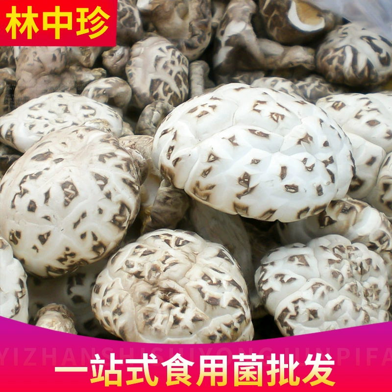 Спотовые запасы дикие грибы шиитаке