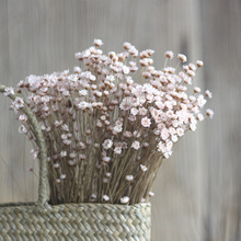 ����С�ǻ����Ǿղ廨������z�ڼt����С�滨С�ɻ����l