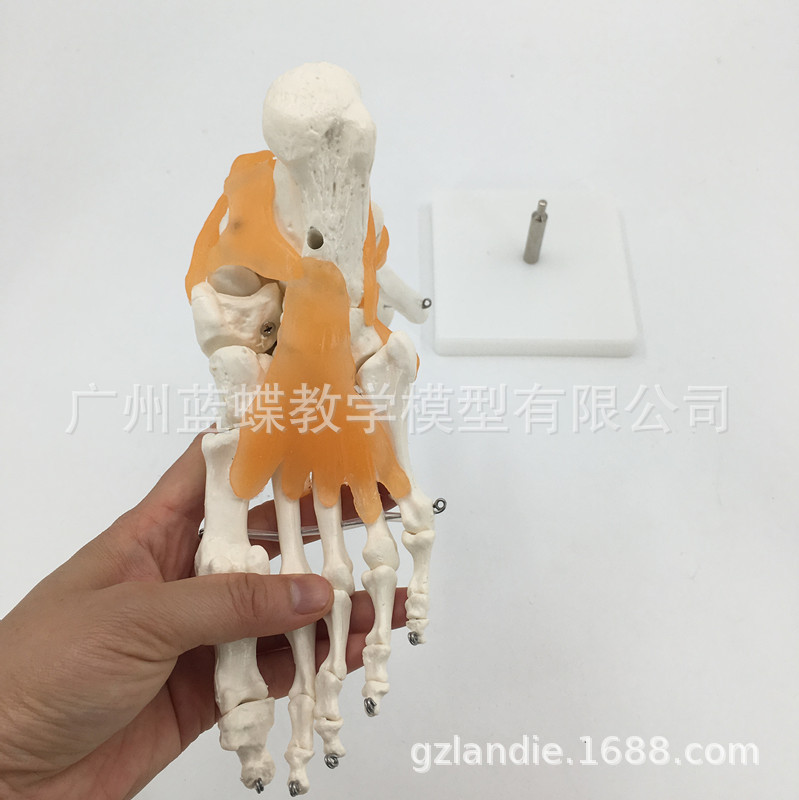 ���˽��ƹؽڹ���ģ�� 1:1�Ź�ģ��ҽѧ�̾� ���ʹ���ѧģ��