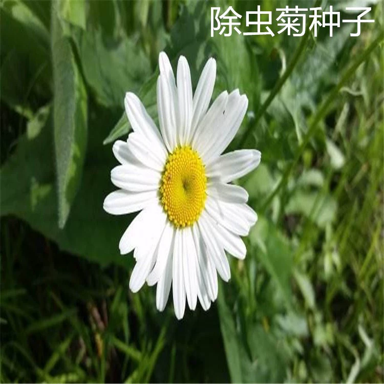 Массовые семена пиретрума Семена белого цветка Пиретрума Инсектицид Контроль комаров Хризантема Репелленты от комаров Семена оптом