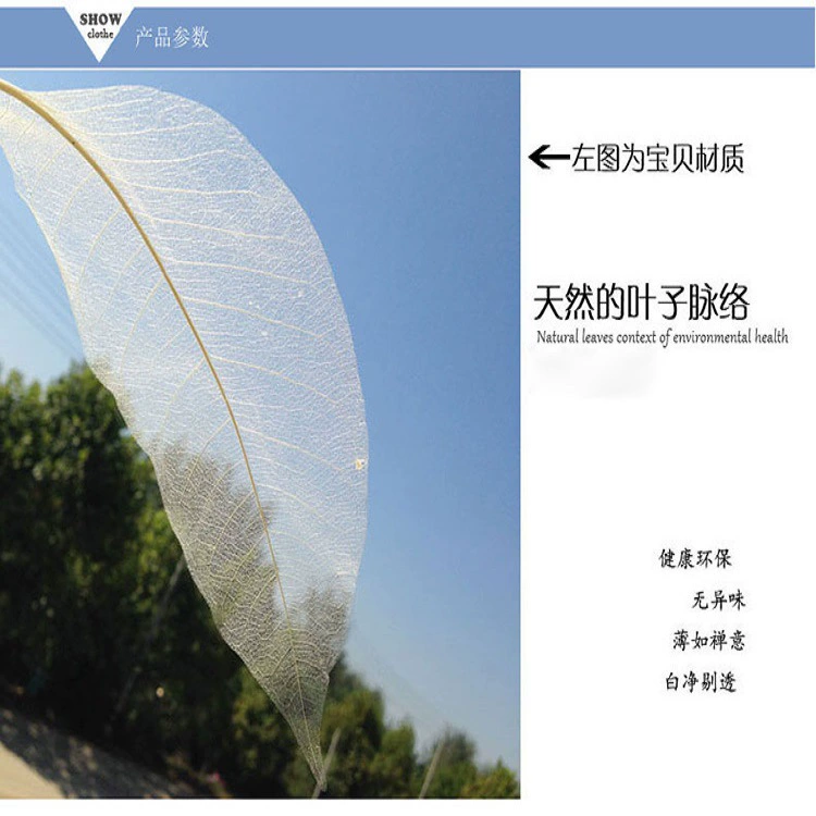 Новые фотографии Реквизит Вены листьев Вечные цветы Цветные листья Магнолия Листья Кинг-Конга Закладка Сухие цветы Материал Украшения