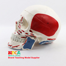 医学人体肌肉起止点头骨颅骨模型头骨分区肌肉模型神经骨科MTG006