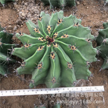 �����̴̾�����������  �̴̸��F�� ������  �_��������Ʒ�N