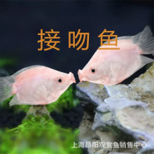 �����~���w�H���~KISS�~�Ꭷ�~�^�p�~��ˮ�����~���l�Ȍ��؂�С�~