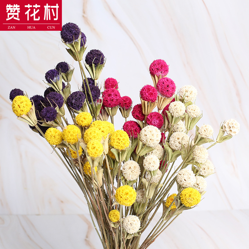 【贊花村】彩色幹花幹果路路通 雲南幹花花束 拍攝道具家庭裝飾花