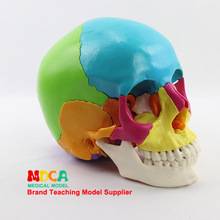ҽѧ���22����1:1�����ɫͷ��ģ��ͷ­����ͷҽ�ý�ѧ MTG013