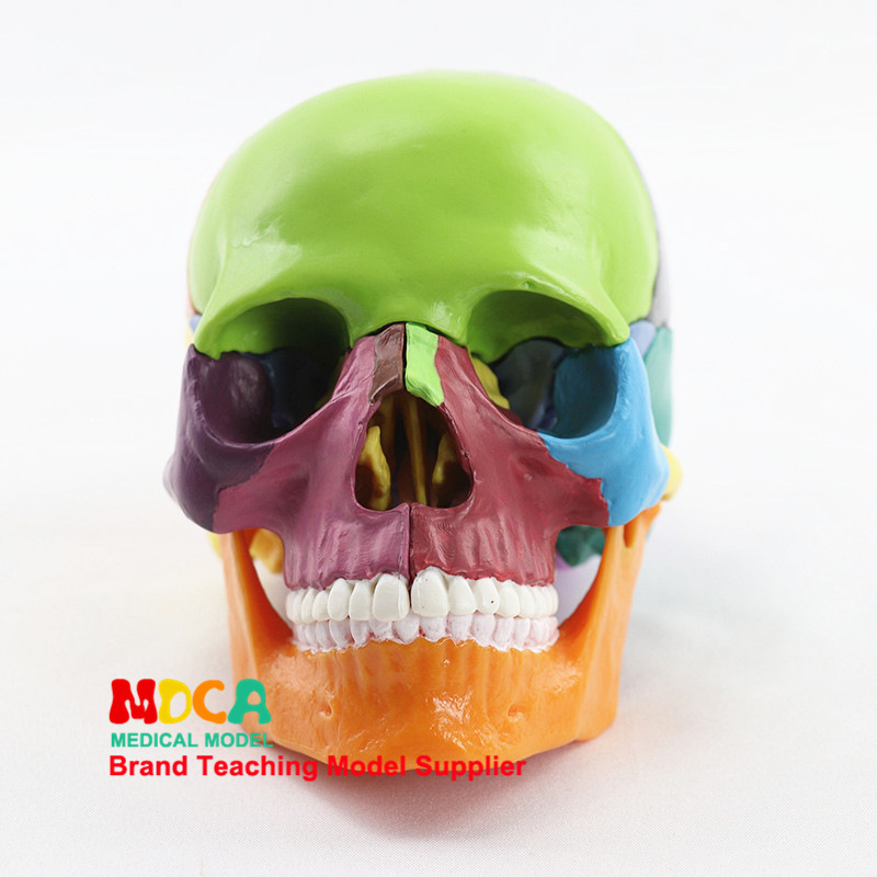 Medical Detachable 15 Parts 1:2 Human Body Colorful Skull Model Skull Medical Teaching Mtg015 Medical Detachable 15 Parts 1:2 Human Body Colorful Skull Model Skull Medical Teaching Mtg015