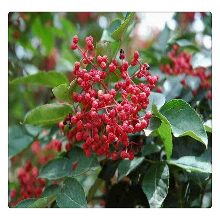 Zanthoxylum bungeanum саженец Горшечное растение съедобный зеленый перец саженец посадка Дахонгпао перец саженец оптом на юге и севере