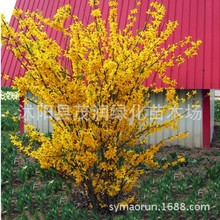 ï���G����ľ�����۹�ľ�^��ֲ�� �B�N �S�ϻ� �S���lͥԺ�@����