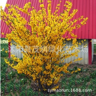 ï���G����ľ�����۹�ľ�^��ֲ�� �B�N �S�ϻ� �S���lͥԺ�@����