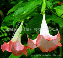 彼岸花种球曼陀罗花庭院盆栽石蒜花种球子四季种植