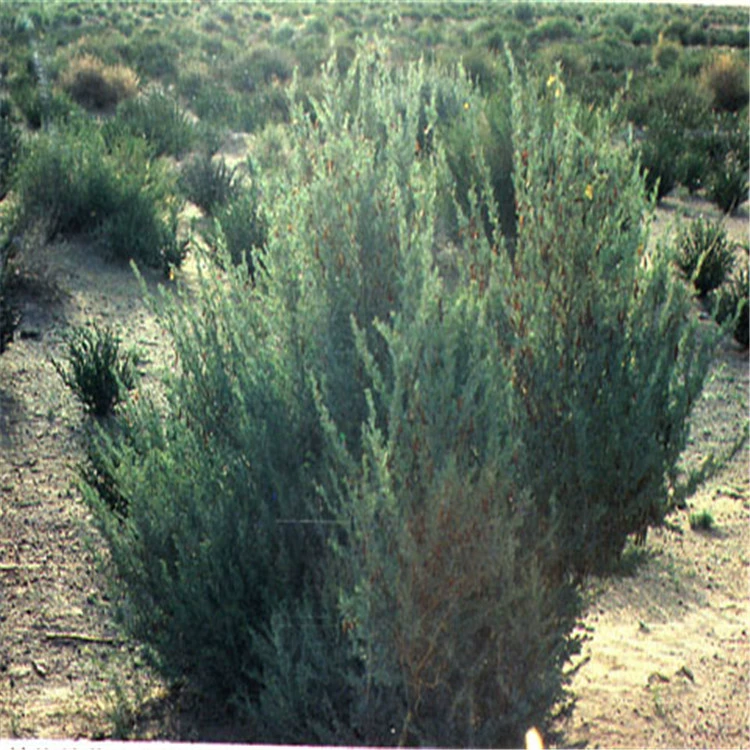 Массовая Новые Семена Карагана Семена Сад Пейзаж Декоративные Деревья Семена