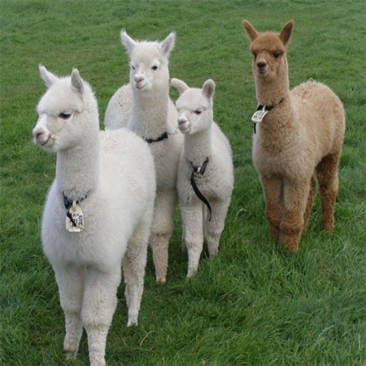 羊驼养殖场出售活体羊驼 特禽动物养殖 羊驼租赁羊驼养殖技术