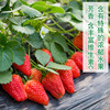 Strawberry Seeds Four Seasons Sowing Room Potted Fruit Farm Farm Vegetable Vegetable Vegetables Autumn and Winter Crusolem Strawberry Seeds