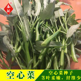 威尔种子批发大叶芽苗菜空心菜10g蔬菜种籽无心菜通心菜空筒