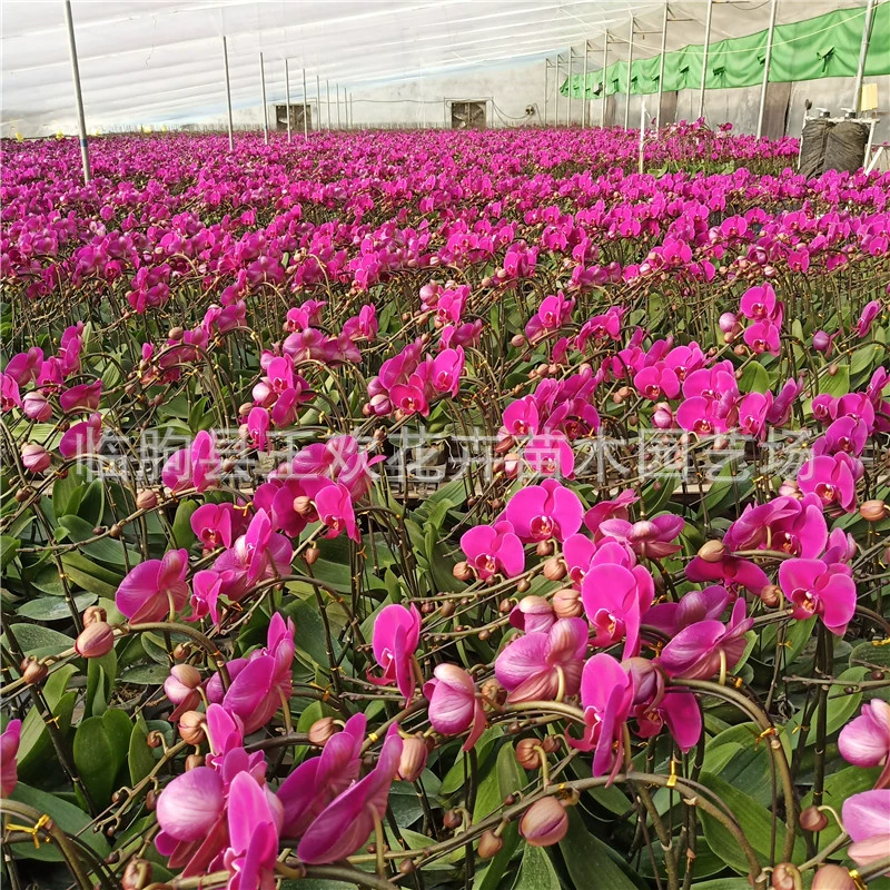 Фаленопсис горшечные цветы цветочное растение Цинчжоу база оптом рассада фаленопсиса дорога декоративный фаленопсис в горшке