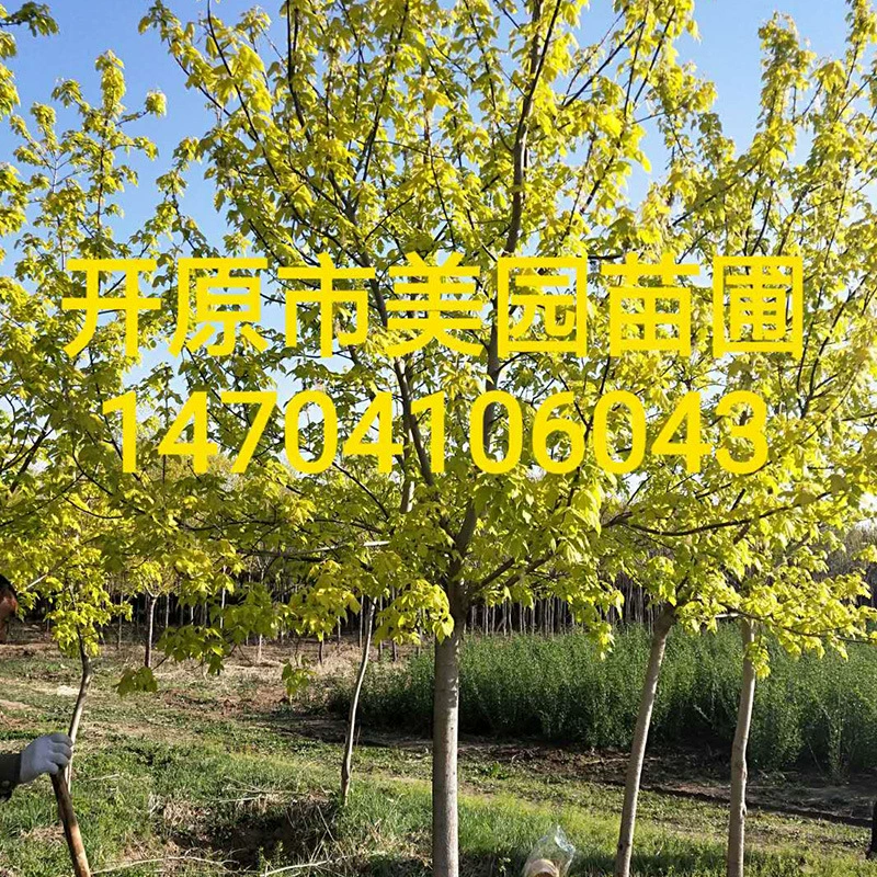 Kaiyuan Питомник оптом Ландшафтный проект Рассада Golden Leaf Acer Сахар Acer Цена со скидкой