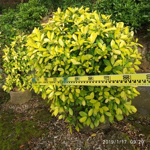 ���S���l�� ���^����������ľ����