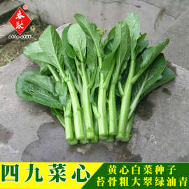 威尔种子批发 四九菜心种子7克 翠绿油青  基地大棚种植蔬菜种子