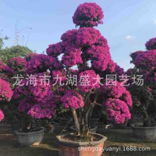 �����t������÷�辰 �ϻ�����÷�䘶 ������ɫ��ȸ��������÷��r