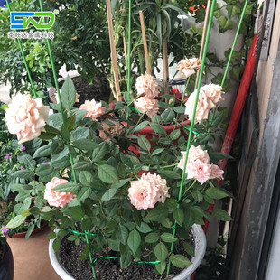 �@ˇ���X��󻨻��m �ջ��߲˹Ϲ�ֲ�����ٹ̶���ֲ֧�ΗU