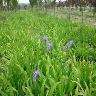 ˮ����ˮ�����ܾG��ֲ���S����С��ˮ��ͦˮֲ���~������ˮ������