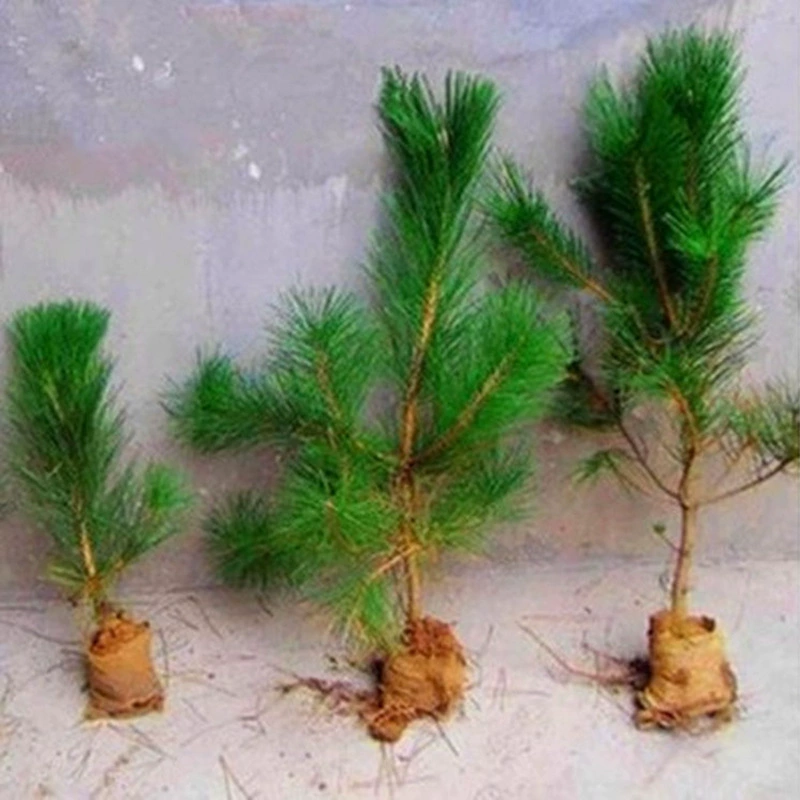 Фабрика прямой материал бонсай саженцы Черной Сосны/пять игл сосновые иглы/белая сосна кедр саженцы
