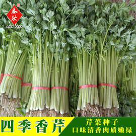 威尔种子批发 四季小香芹种子 小芹菜种子 西芹 山芹 蔬菜种子