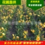 东北开原基地地被草花