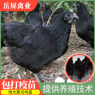 Горячая распродажа быстрое большая черная черная курица цикл роста рост короткая прибыль Высокая пять саженцев из черной курицы курицы