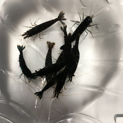 巧克力虾 观赏虾宠物虾除藻虾成虾路损全包虾场直发送包装|ms